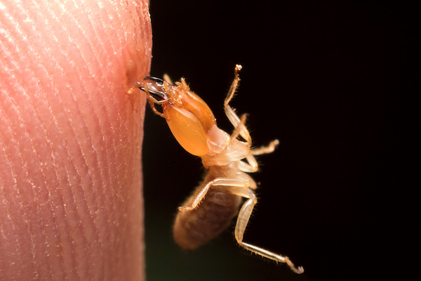 Termite biting someone's finger