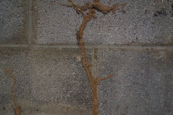 subterranean termite mud tubes on a concrete wall