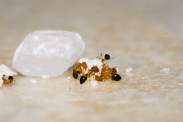 Group of ants eating sugar or other white substance