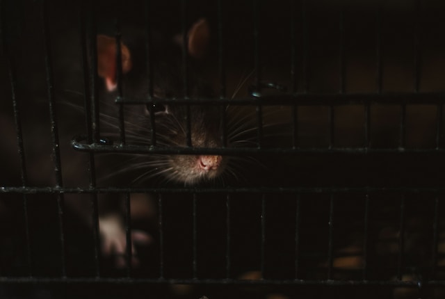 Brown rat in a cage