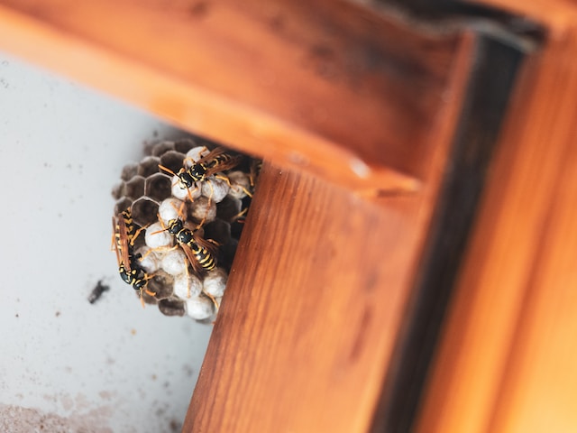 A group of wasps building a nest, wasps in the house