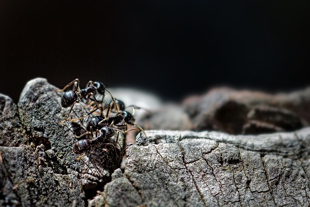 Black carpenter ants on wood