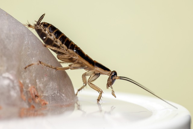 Cockroach crawling on a plate