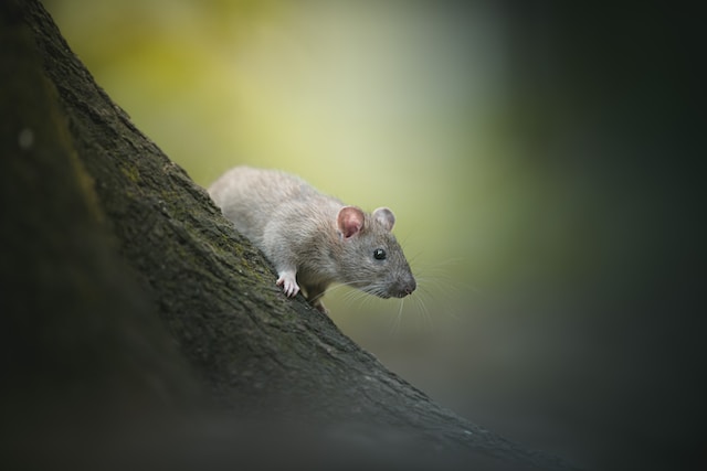 Grey rat on a tree limb