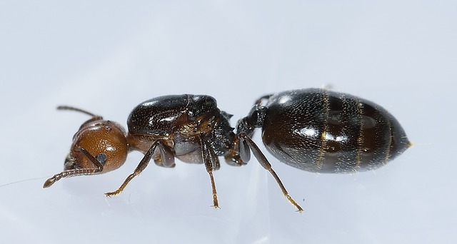 Large black ant