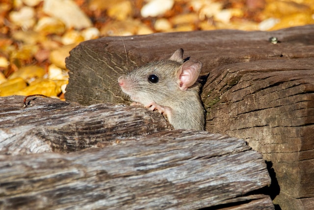 Roof rat peaking out of a train track