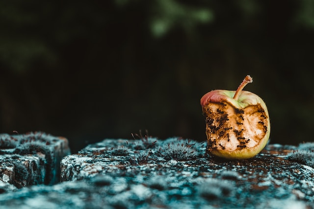 Bunch of ants eating an apple