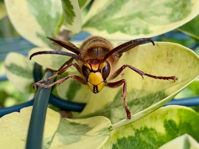 European hornet on green leaves