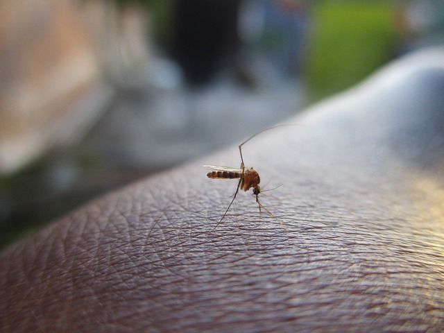 Small mosquito feeding on a person