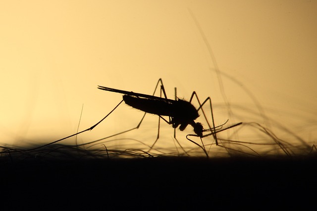 Mosquito feeding on person