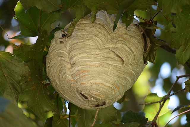 wasp nest in the trees