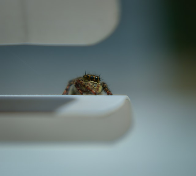 Jumping spider indoors on a ledge