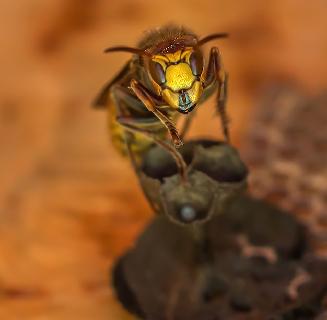 European hornet