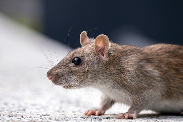 A brown roof rat, one of the rodents in New York