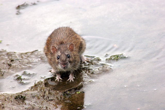 A large brown rat in water