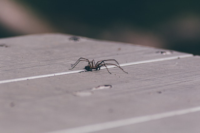 Spider crawling on a white wooden table