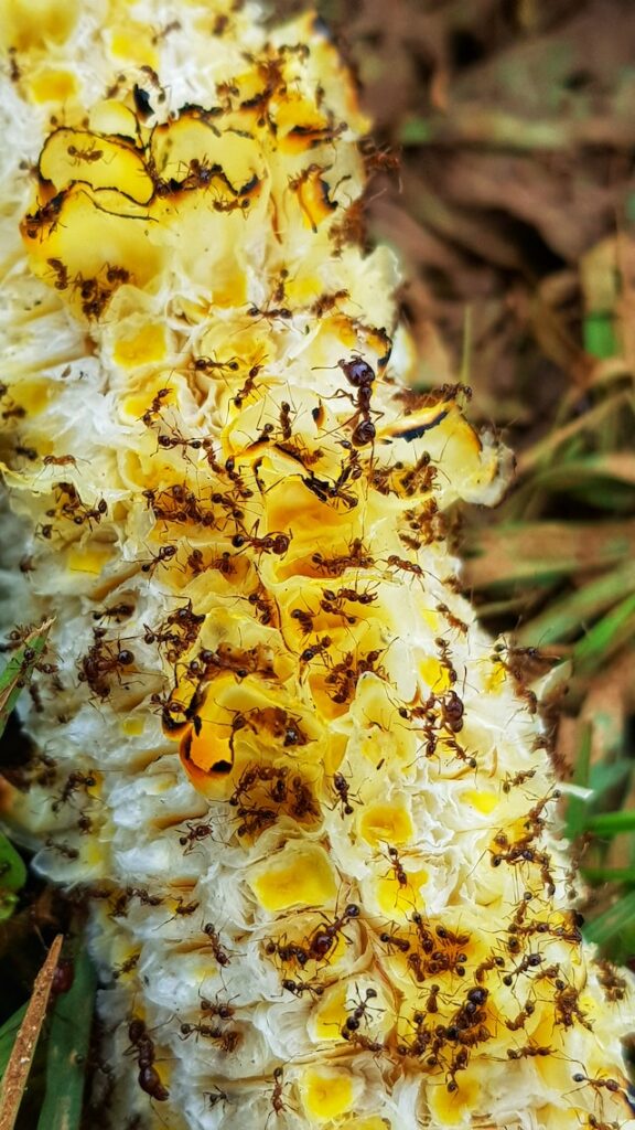 Bunch of ants covering a corn cob