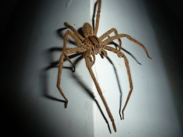 wolf spider on a white wall