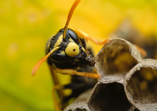 Yellow jacket on a hive