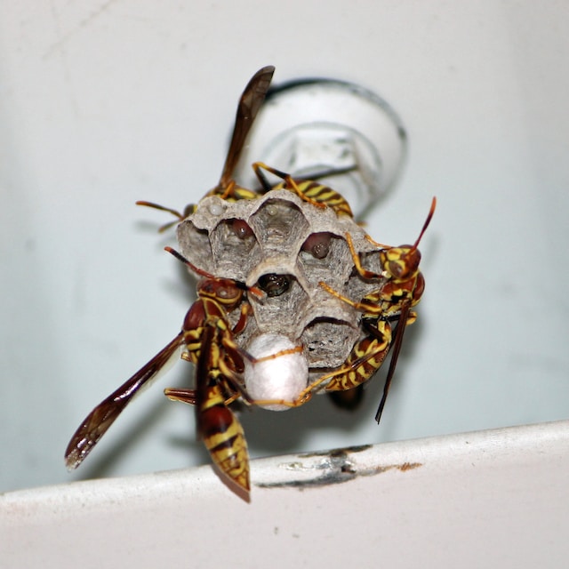 Wasps building on a light fixture indoors