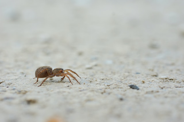 Tiny spider walking on concrete 