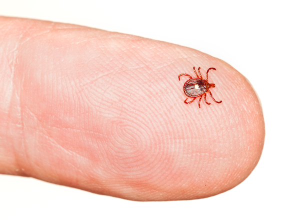 Lone star tick, one of the ticks in new york, on a persons finger