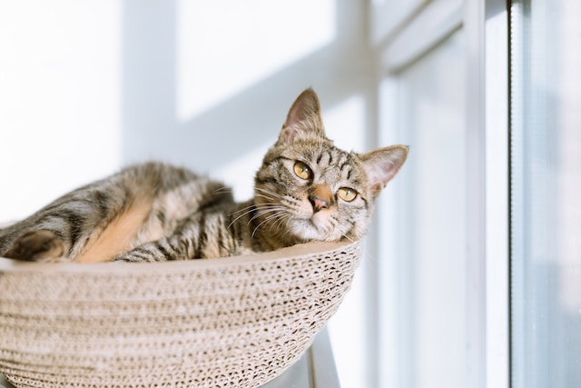 Tabby cat sitting on a tan basket