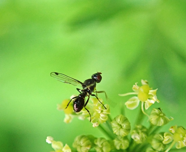 An ant with wings on a flower