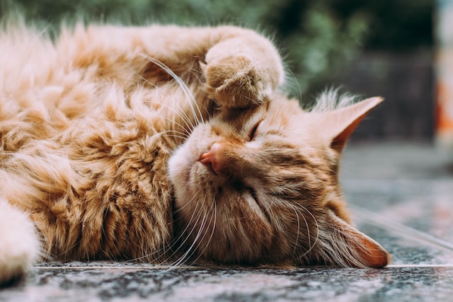 Orange cat scratching itself