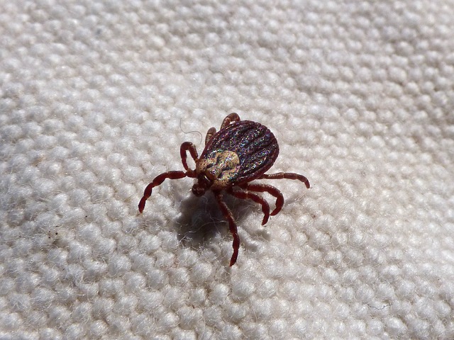 American dog tick on a sheet