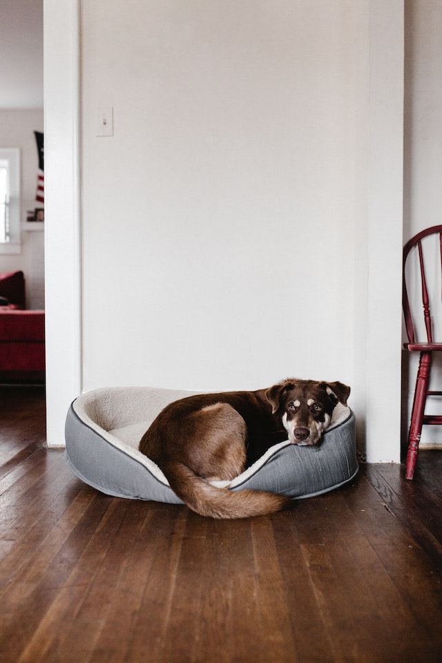 A brown and black dog in it's bed