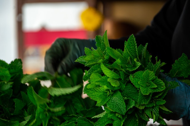 A person harvesting mint plants