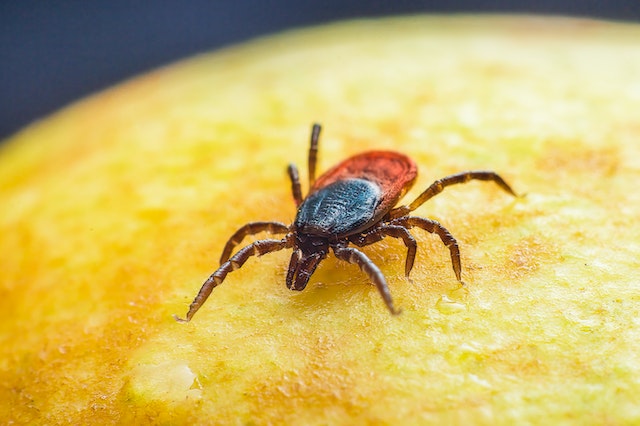 A brown and black deer tick on a pear