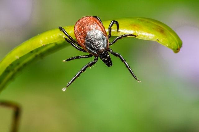 Deer tick on a green leaf