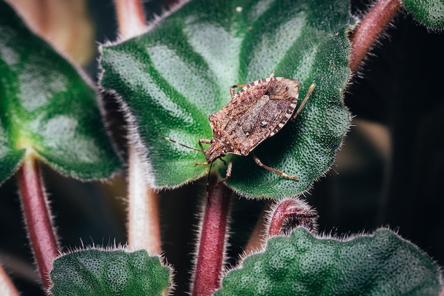 Brown stink bug on green leaves