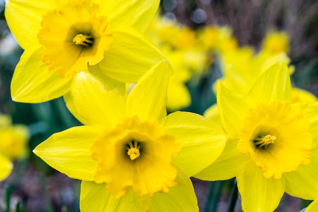 Yellow daffodils, plants that repel rodents