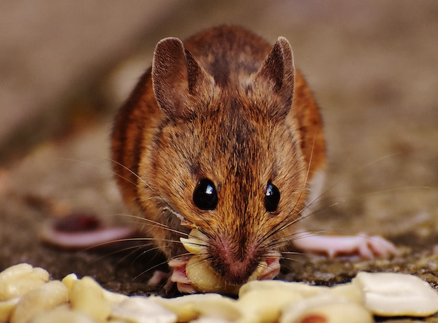 Small brown mouse eating nuts