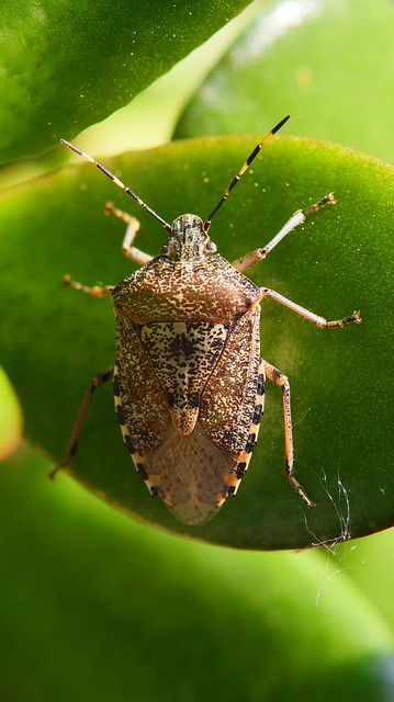 Stink bug on bright green leaf