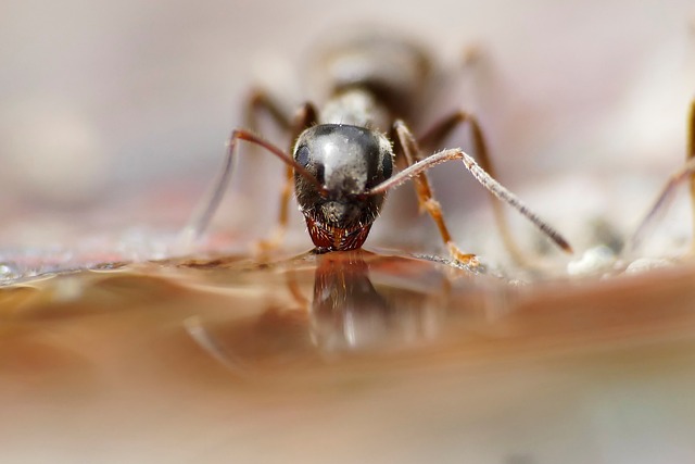 Ant drinking water