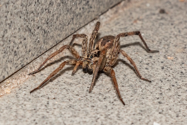 Large wolf spider, one of the spiders in New York, on concrete