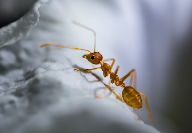 Red ant on a white surface