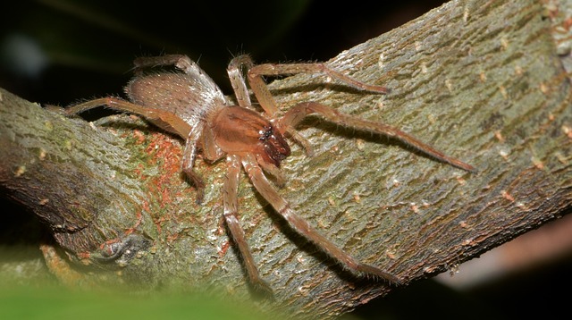 Yellow sac spider on a tree limb