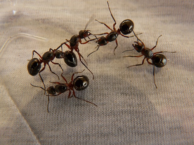 Group of wood ants on wood in the bathroom, bathroom ants