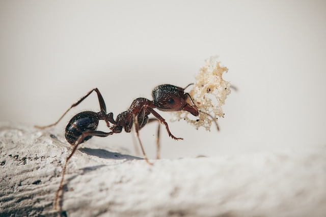 Ant holding a piece of bread