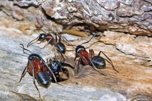 carpenter ants, one of the biggest ants in the united states and New York
