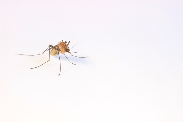 Mosquito on a white background