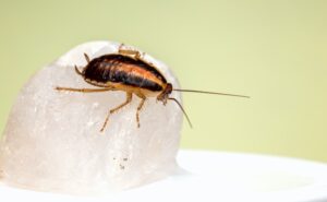 Cockroach on a chrystal