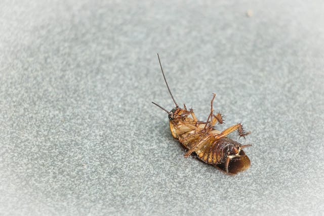 cockroach on it's back