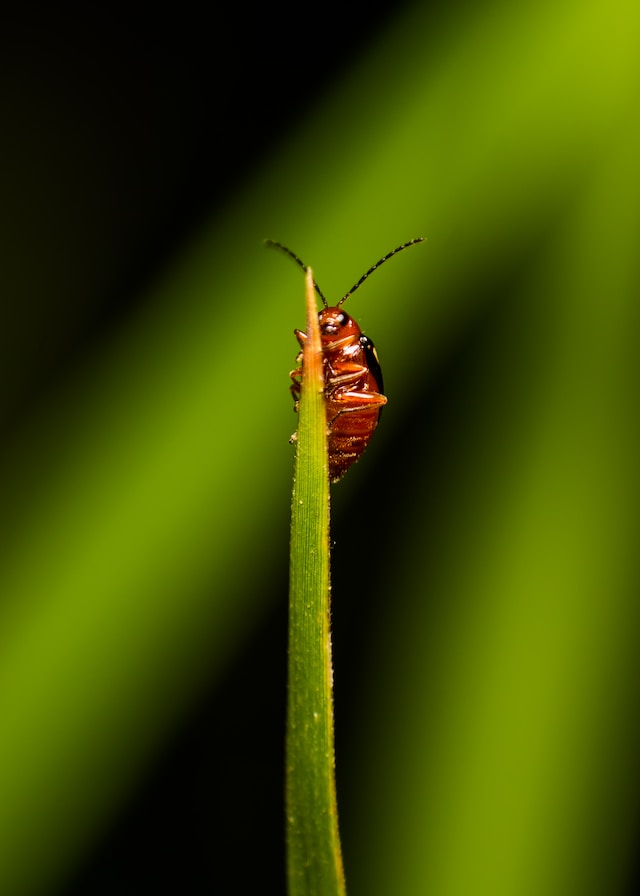 cockroach outside on a blade of grass