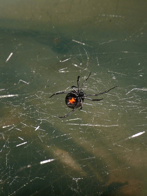 black widow spider on a web, one of the venomous spiders in ny